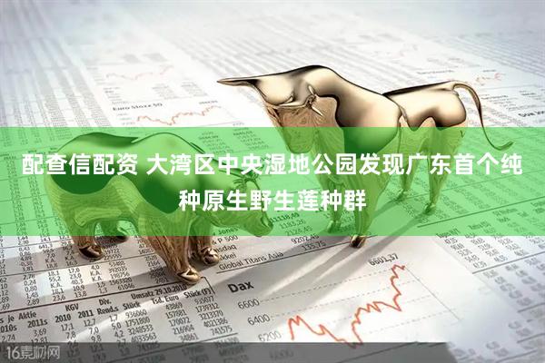 配查信配资 大湾区中央湿地公园发现广东首个纯种原生野生莲种群